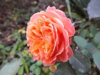 DSCF6588.webp
