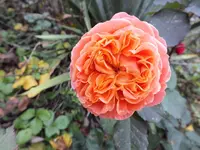 DSCF6586.webp