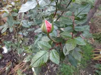DSCF6580.webp