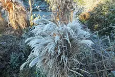DSCF4857 (2).webp
