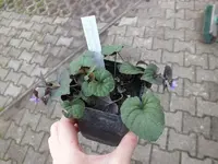 DSCF6552.webp