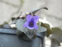 DSCF6555.webp