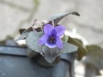DSCF6555.JPG