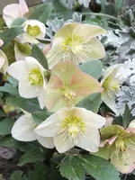 DSCF6623.webp