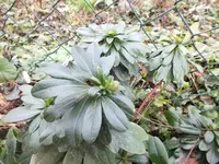 DSCF6576.webp