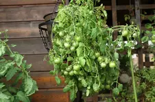 IMG_7696.webp