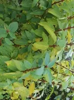 Bilda018.webp