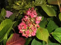 Bilda062.webp