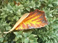Bilda027.webp