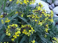 2011_0521Frühling0006 a.JPG