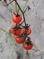 DSCF6625.webp