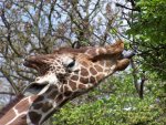 Giraffe2.jpg