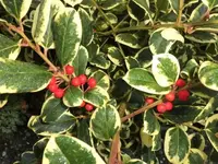 Bilda063.webp