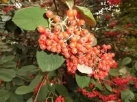 Bilda062.webp