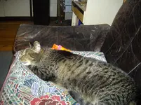 IMGP2855.webp