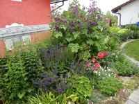 Ausschnitt Staudenbeet_21.06.2014.jpg