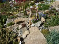 Orostachysbeet 06.07.2014.jpg
