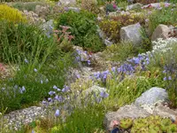Weg zwischen Alpinum 2008 +2009_21.06.2014.webp