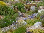 Weg zwischen Alpinum 2008 +2009_21.06.2014.jpg