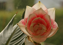 Amaryllis Elvas_Blüte_creme_pink_700.webp