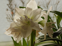 Amaryllis Artic Nymph_weiss_grün_700.JPG