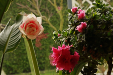 Amaryllis Elvas_Azalee_pink_creme_grün_900.webp