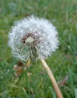 white (46).webp