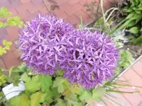 Bilda002.webp