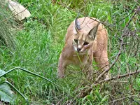 Copy of IMG_7104v.webp