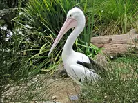 Copy of IMG_7177v.webp