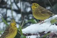 DSCF4754.webp