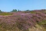 heide.jpg