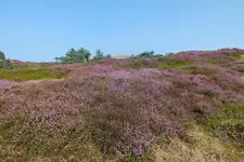 heide.webp