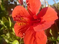 okelurch1 (2).webp