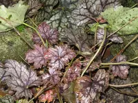 007_1067x800.webp