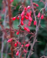 red (69).webp