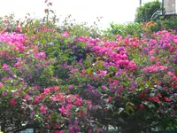DSCN8656.webp