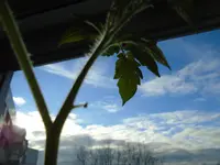 DSC00074.webp