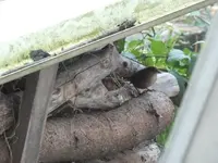 DSCF6780.webp