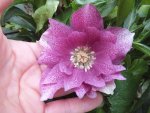 DSCF6796.JPG