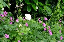 2013 rosen + lilien 034.jpg