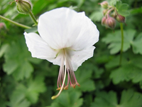 white ness.webp