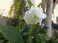 DSCF9499.webp