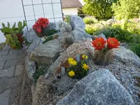 Kakteenbeet Einfahrt_09.06.2014.jpg
