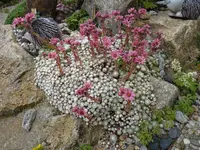 Shampoo in blüte_21.06.2014.webp