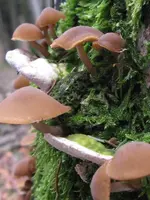 005_600x800.webp