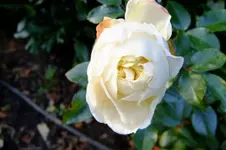 DSCF3148.webp