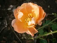 PC190957.webp
