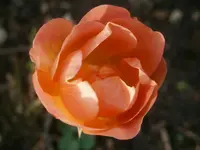 PC190958.webp