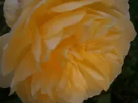 PC190959.webp
